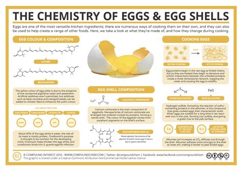 what is an eggshell made of.